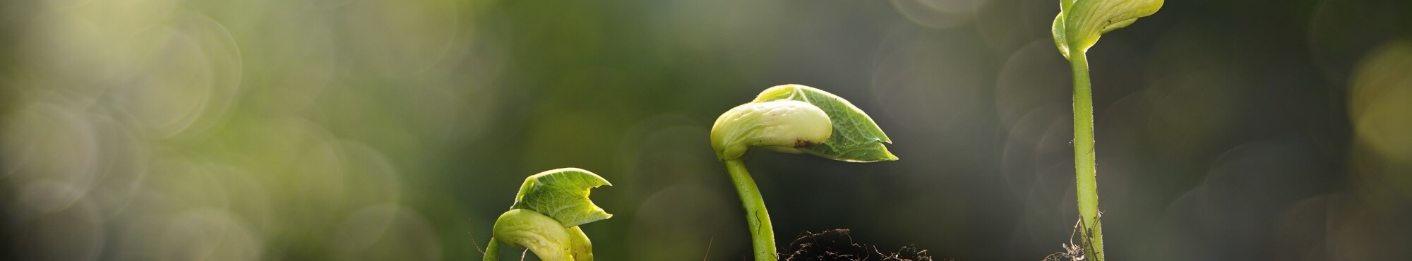 Alt = Stages of a plant growing in the sunshine